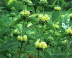 Phlomis russeliana